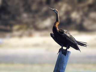 African Darter Perched on Post