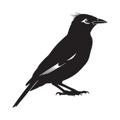 Elegant Mynah Silhouette – Mynah Bird Vector Graphic for Creative Projects – Black Vector of Mynah

