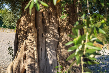 close up shot of huge old olive tree. old olive tree trunk. mediterranean landscape with old olive tree under warm
