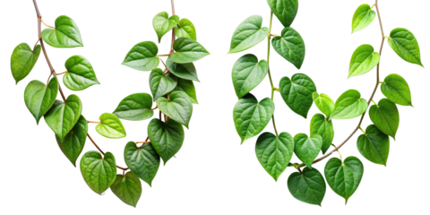 Three Hanging Green Vine Plants, Isolated on Transparent Background, Nature Photography, Foliage Clipping Path, Vines, Greenery, Plants
