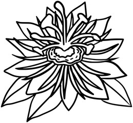 Fototapeta premium Passion Flower Vector Outline Line Art Drawing