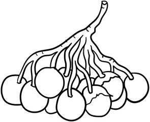 Quenepa Fruits Vector Outline Line Art Drawing