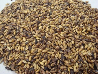 Hordeum vulgare Linne var. hexastichon Aschers Maek-a, a Korean medicinal grain for digestion and metabolism. Photographed in Korea.