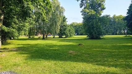 A Beautiful and Lush Green Park That Is Filled with Tall Trees on a Bright and Sunny Day