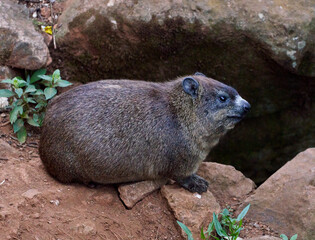 Rock Hyrax on Rocky Terrain in Kenya