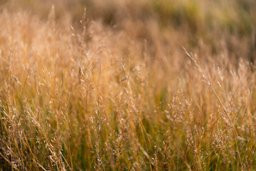 Autumn or fall natural field. Countryside nature with dry grassy plant. Summer meadow with grassy plant. Field nature background. Grassland meadow. Field in countryside. Selective focus