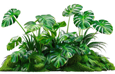 Lush tropical foliage cluster on mossy ground (1)