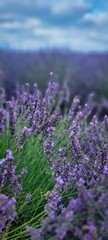 Vibrant Lavender Field Under a Vast Blue Sky Spreading Out for All to See and Appreciate