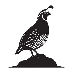 Striking Quail Silhouette – Quail Vector Graphic for Bold Visual Composition – Black Vector of Quail

