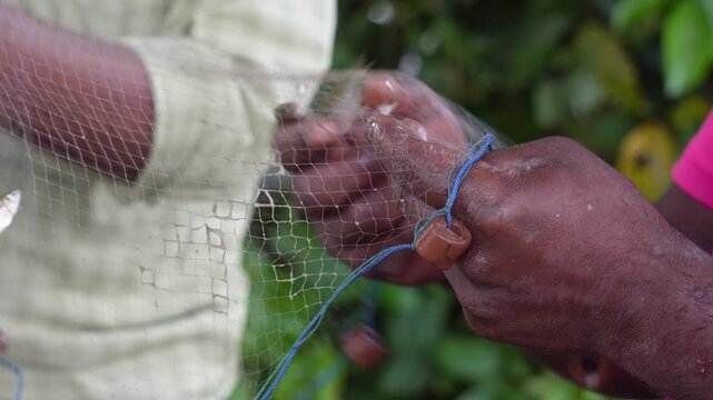 Fishermen using hand pulling fish out of the nets in closeup