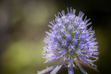 Macro photograph of a vibrant spiky purple thistle flower head, with fine detail of its delicate petals and stamens against a softly blurred background.