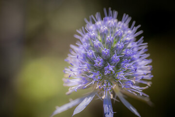 Macro photograph of a vibrant spiky purple thistle flower head, with fine detail of its delicate petals and stamens against a softly blurred background.