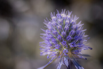 Macro photograph of a vibrant spiky purple thistle flower head, with fine detail of its delicate petals and stamens against a softly blurred background.