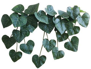 Lush heart-shaped leaves cascading downward