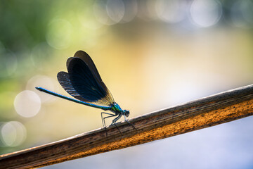 Close up of a blue dragonfly or damselfly resting on a branch with blurred background