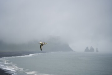 Fototapeta premium Basalt Sea Stack and Black Sand Beach in Misty Iceland