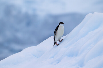 Adelie penguins on an ice burg in Antarctic peninsula.