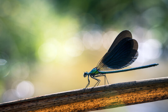 Close up of a blue dragonfly or damselfly resting on a branch with blurred bokeh background