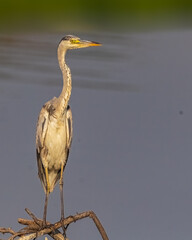 A Grey Heron