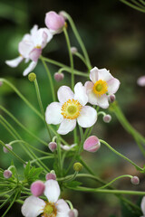 Obraz premium Hybrid anemone blooms in the garden