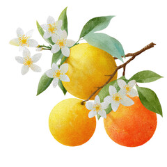 Citrus fruit cluster with blossoms.  Three oranges of varying shades of yellow and orange on a branch.  Delicate white blossoms surround and decorate the branch.  