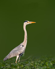 A Grey Heron