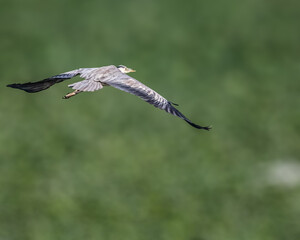 A Grey Heron
