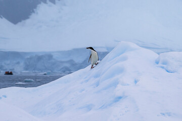 Adelie penguins on an ice burg in Antarctic peninsula.