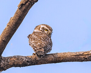 Spotted Owl