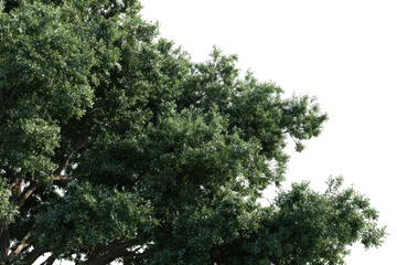 Lush green tree canopy