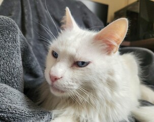 White Cat with Blue Eyes