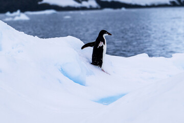 Adelie penguins on an ice burg in Antarctic peninsula.