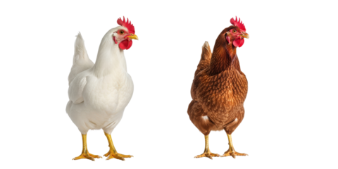 White and brown hens isolated on white
