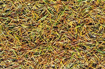 Closeup of textured pattern formed by pine needles scattered naturally on forest floor