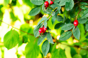 Fototapeta premium Macro closeup of ripe red rosehip berries clustered on leafy branches in soft light