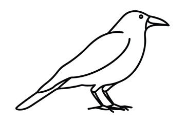 Minimalist continuous line drawing a crow standing bird animal