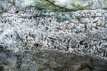  white rock vein with many small black angular fragments. The vein is horizontal and may be a breccia vein.