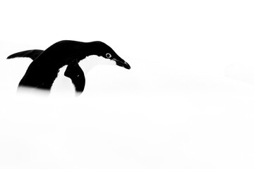 Fototapeta premium Adelie penguins on an ice burg in Antarctic peninsula.