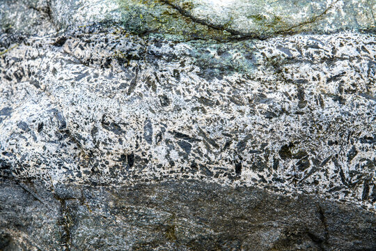  white rock vein with many small black angular fragments. The vein is horizontal and may be a breccia vein.