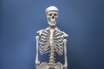 A skeleton looking straight on against a blue background
