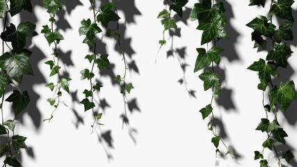 Naklejka premium Trailing ivy leaves cascading on light background with high contrast shadows