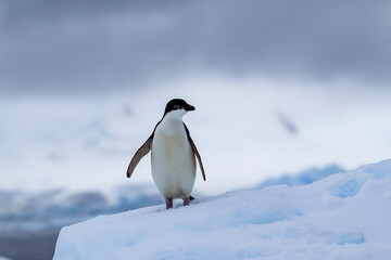 Adelie penguins on an ice burg in Antarctic peninsula.
