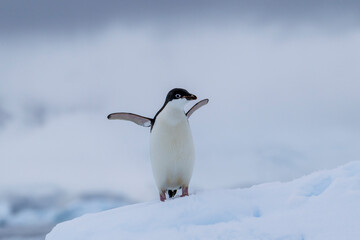 Adelie penguins on an ice burg in Antarctic peninsula. © Anil S Matta