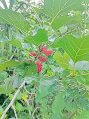 wild strawberry bush
