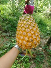 pineapple in the hand