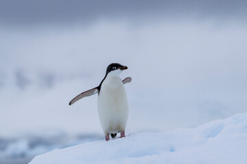 Adelie penguins on an ice burg in Antarctic peninsula.