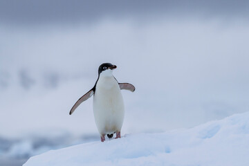 Obraz premium Adelie penguins on an ice burg in Antarctic peninsula.