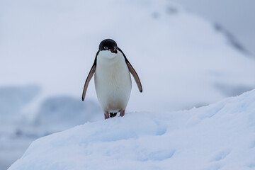Fototapeta premium Adelie penguins on an ice burg in Antarctic peninsula.