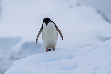 Adelie penguins on an ice burg in Antarctic peninsula. © Anil S Matta