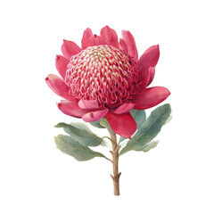 Vibrant crimson protea flower.  Detailed botanical illustration, featuring a single, large, crimson protea flower with intricate details on its petals.  